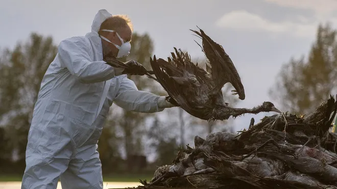 Vogelgrippe in Deutschland 2025: 400.000 Tiere bereits getötet