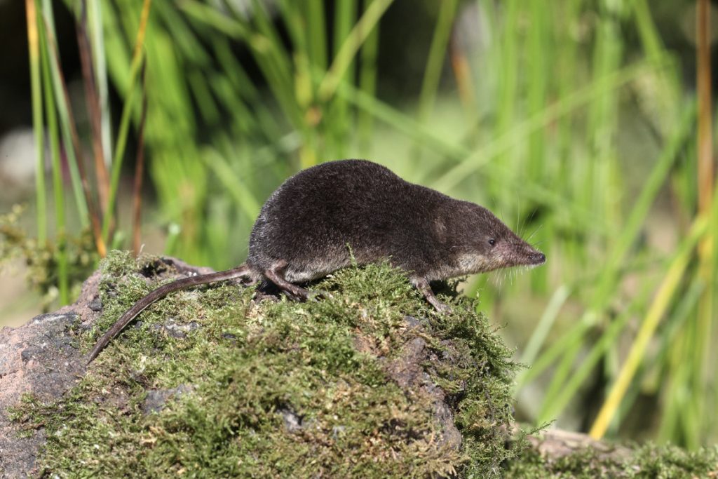 Bornavirus in Bayern: Was ist BoDV-1, welche Symptome gibt es und wie wird das Virus übertragen?