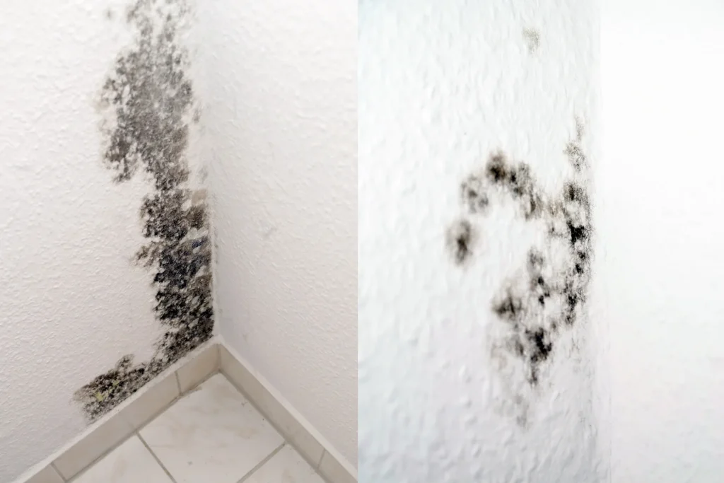 Schimmel in der Wohnung entfernen: Ursachen, Mittel und Vorbeugung