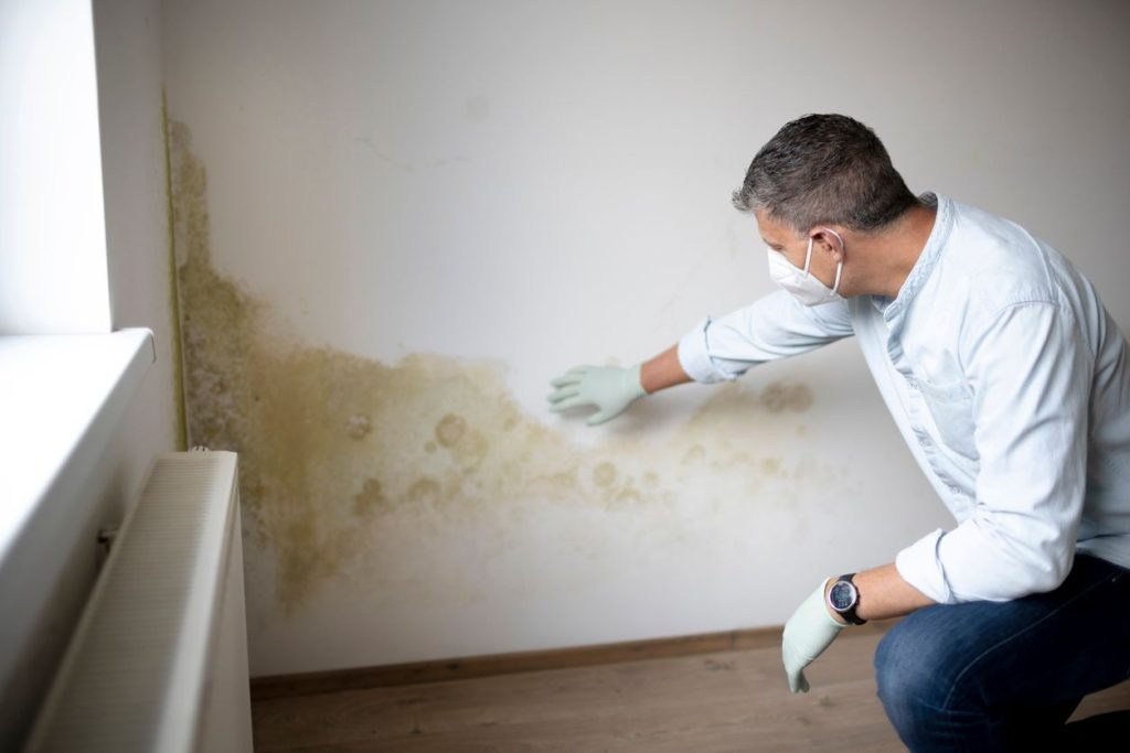Schimmel in der Wohnung entfernen: Ursachen, Mittel und Vorbeugung